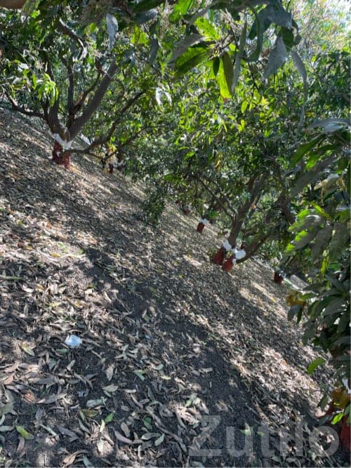 આંબા નો બગીચો દેવાનો છે