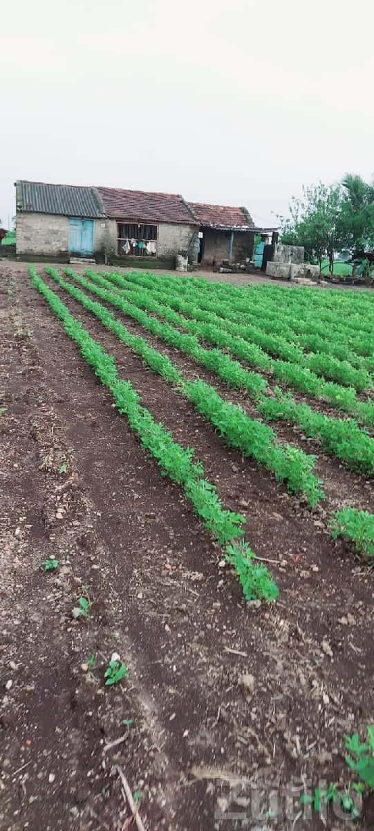 35 Vigha Agricultural Land on Share Basis 35 Vigha Agricultural Land on Share Basis