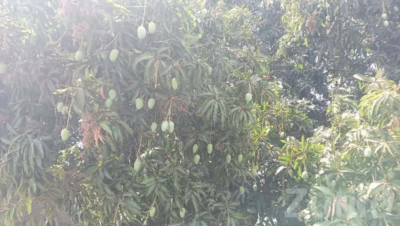 Kesar Mango Orchard Land Available Kesar Mango Orchard Land Available