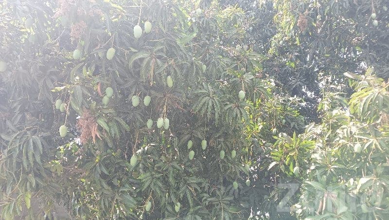 Kesar Mango Orchard Land Available Kesar Mango Orchard Land Available