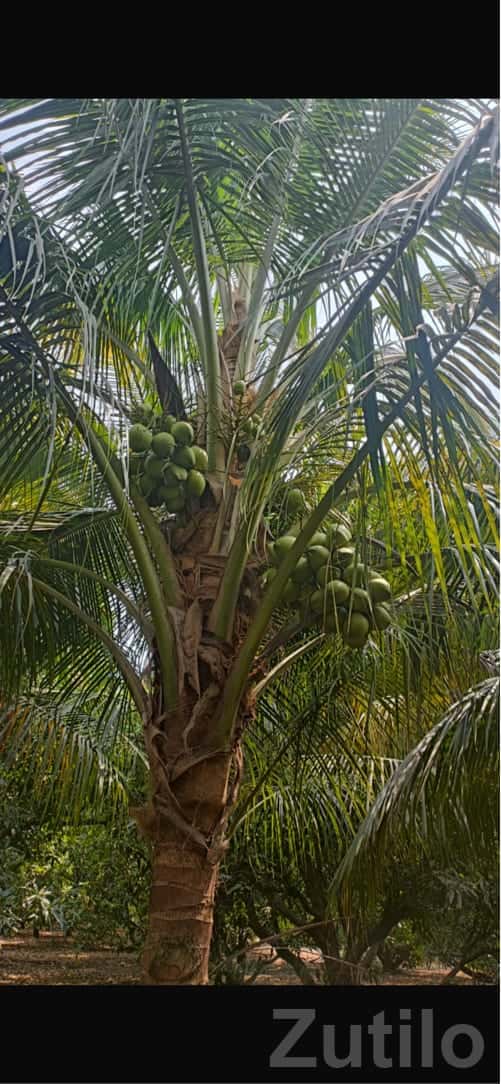 Labour Needed for Coconut Garden Care Labour Needed for Coconut Garden Care