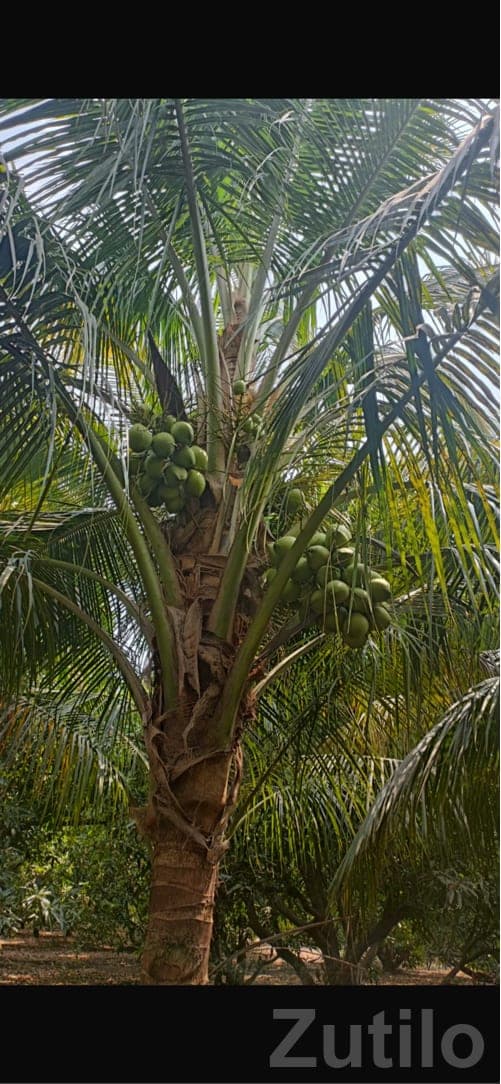 Labour Needed for Coconut Garden Care - Labour / Helper - Ranavav - Image 1