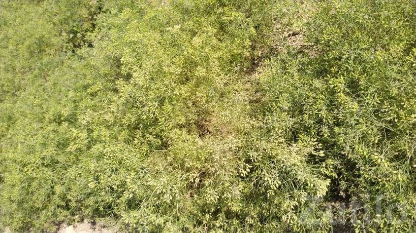 3 Acre Agricultural Land with Bore and House 3 Acre Agricultural Land with Bore and House