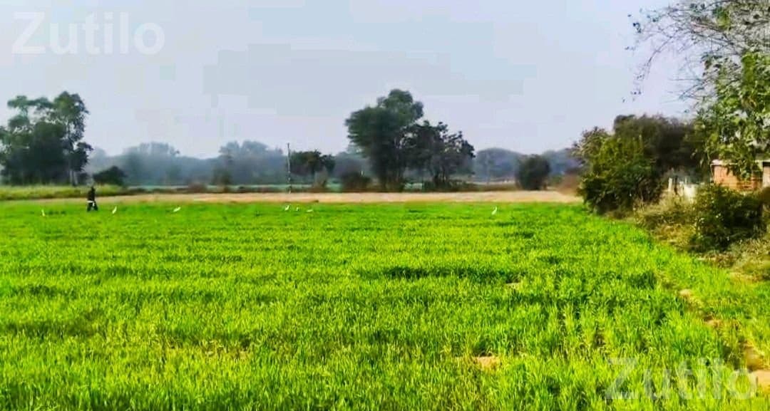 2 Vigha Land for Sale Near Kathlal Highway 2 Vigha Land for Sale Near Kathlal Highway