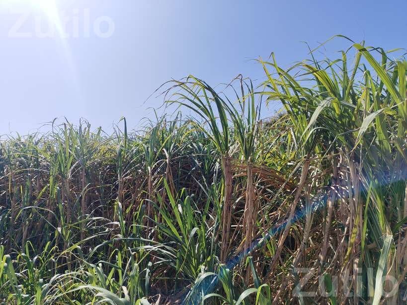 Agricultural Land with Sugarcane Crop 2.5 Vigha Agricultural Land with Sugarcane Crop 2.5 Vigha