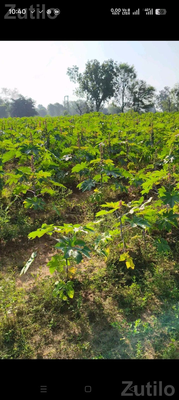 1 Bigha Agricultural Land for Sale 1 Bigha Agricultural Land for Sale