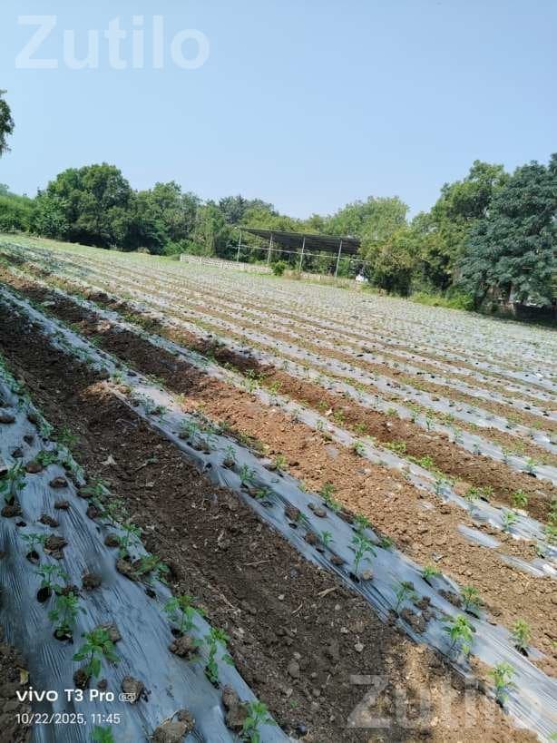 5.5 Vigha Agricultural Land for Sale 5.5 Vigha Agricultural Land for Sale